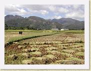 riz 04 * Premières javelles de la récolteBundled rice stems
©Eric Mathieu * 800 x 600 * (107KB)